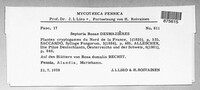 Sphaerulina rehmiana image